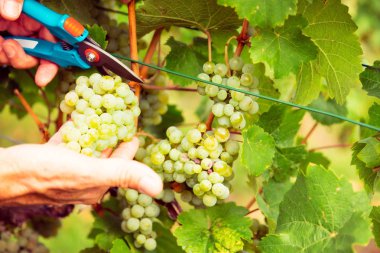 Üzüm hasat winemaker