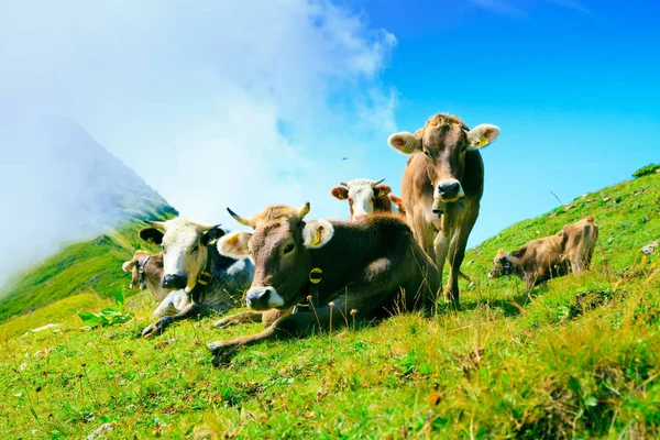 Vaches en pâturage dans les Alpes autrichiennes — Photo