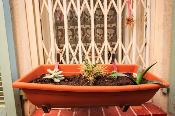 Kaktusy u okna — Stock fotografie