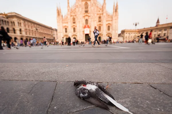 Mrtvý holub na ulici — Stock fotografie