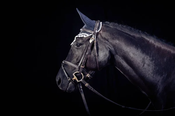 Paard op zwarte achtergrond — Stockfoto