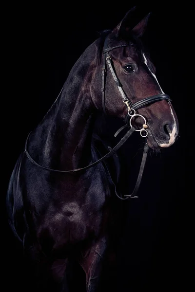 Лошадь на черном фоне — стоковое фото