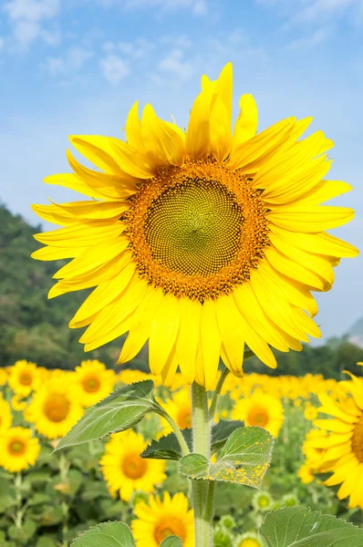 Large sunflower in the countryside farming. — Stock Photo, Image