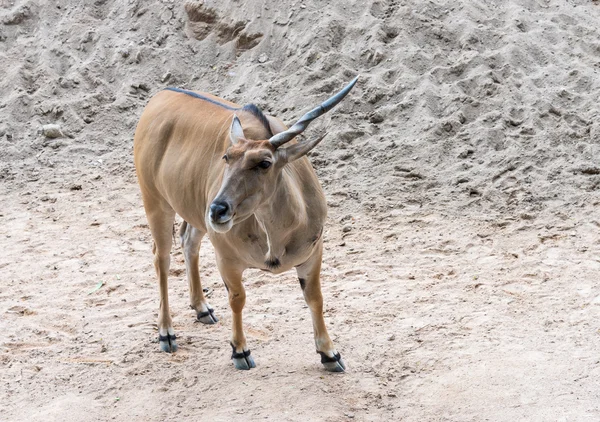 Junge Antilope mit langem Horn. — Stockfoto