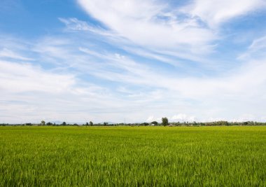 Büyük paddy alan bulutlu gökyüzü altında.