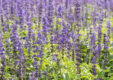 Lavanta bulanıklık odak alanıyla.