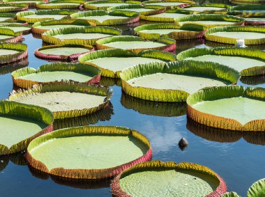 Büyük lotus yaprak victoria Lotus.