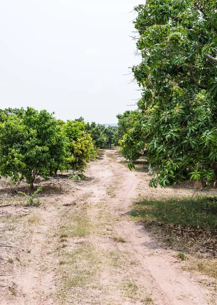 Organický mango farma s polní cesta. — Stock fotografie