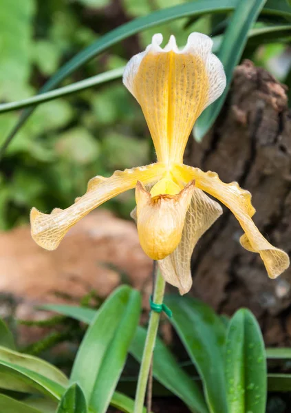 Le gros plan de l'orchidée Paphiopedilum . — Photo