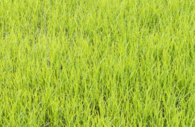 Bulanıklık odaklanılan genç paddy alan.