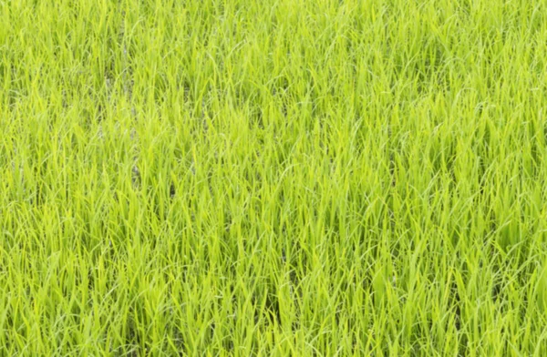Молодое рисовое поле с размытым фокусом . — стоковое фото