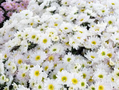 Beyaz krizantem grup için satışa hazır.