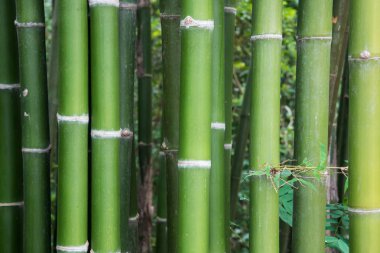 Taze bambu kaynaklanıyor.