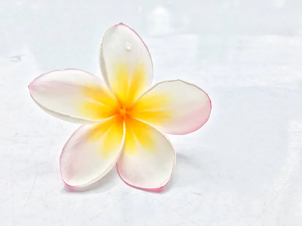 Valkoinen plumeria kukka pisara . — kuvapankkivalokuva