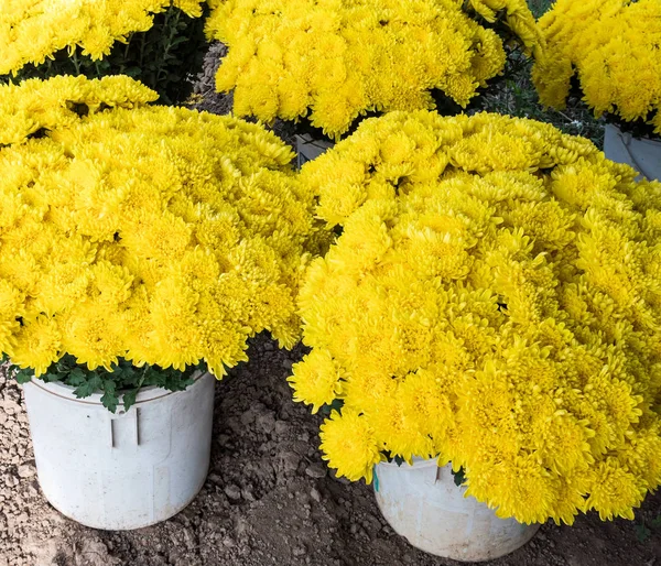 Mazzo di crisantemo giallo . — Foto Stock