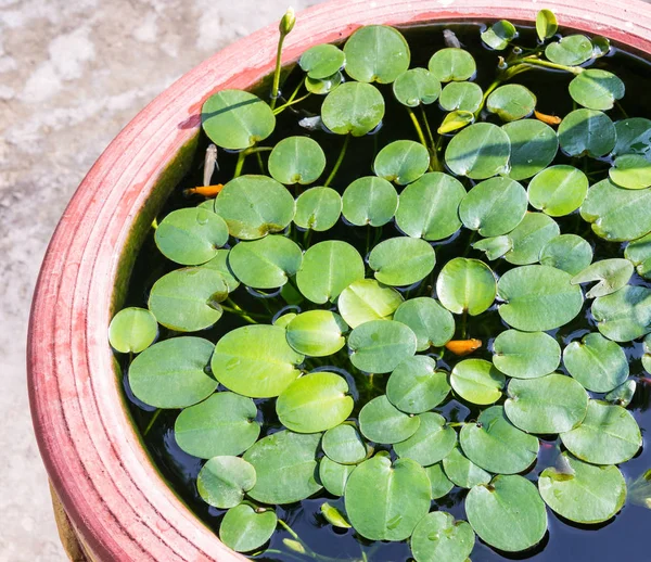 Małe wody lily z małych ryb. — Zdjęcie stockowe