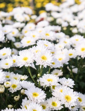 Beyaz Krizantem Grup.