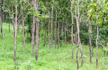 Garss alanı ile seyrek orman.