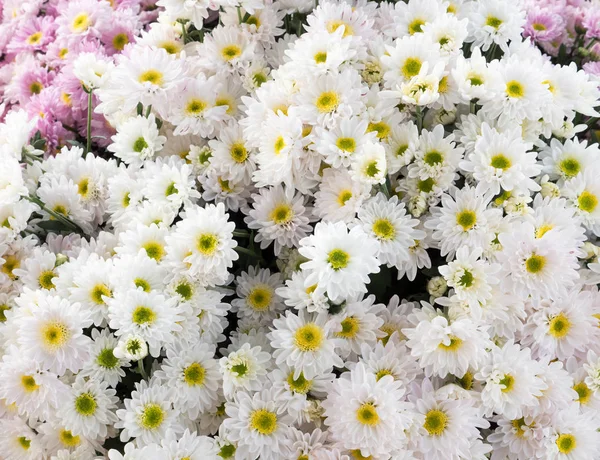 White chrysanthemum bunch. — Stock Photo, Image