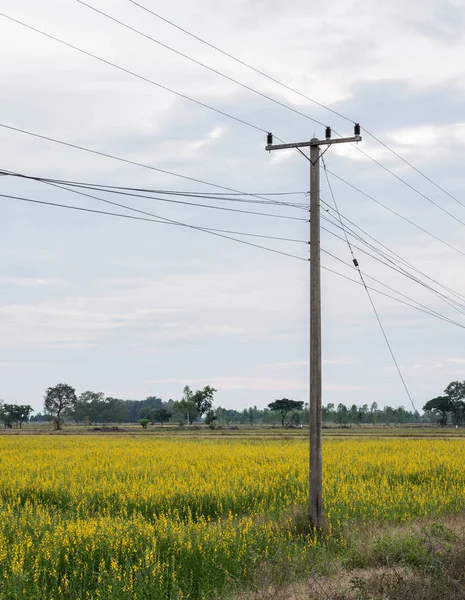 Posto elettricità nel campo della crotalaria . — Foto Stock