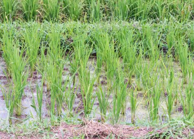 Gösteri paddy alanları.