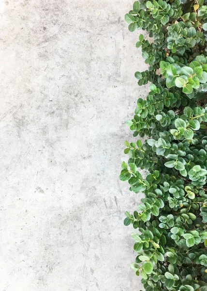 Pared de cemento desnuda con el arbusto fresco . — Foto de Stock