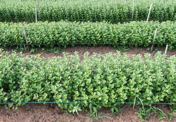 Young chrysanthemum row with the rope fence.