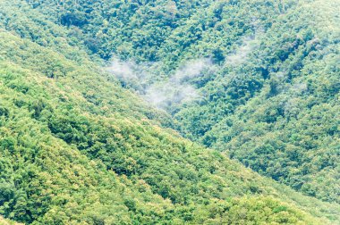 Hafif sis ile Teak ormanı.