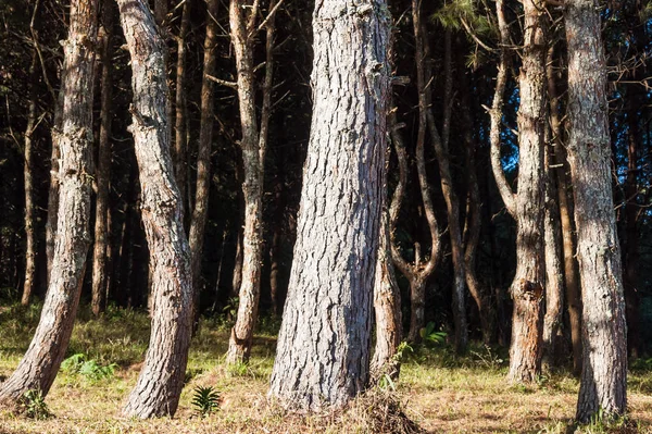 Pine park with the shadow. — Stock Photo, Image