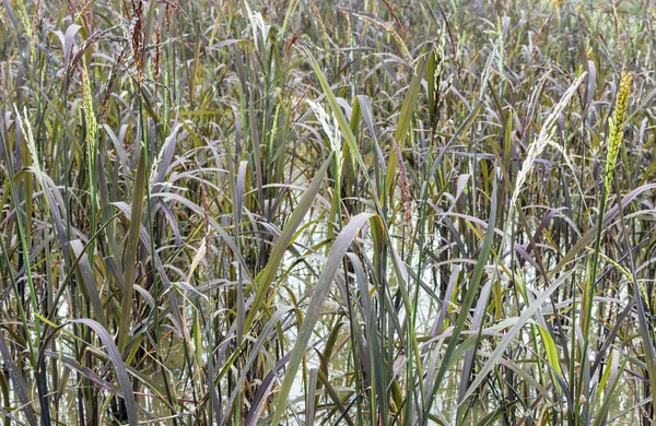 Рисовое поле, которое в Таиланде сорта риса — стоковое фото