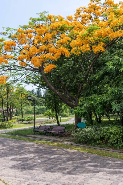 Royal Poinciana tree is blooming. — Stock Photo, Image