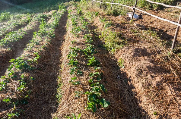 Piantagione di fragole con i brillamenti leggeri . — Foto Stock