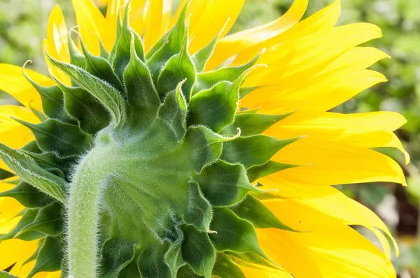 Back side of the fresh sunflower. — Stock Photo, Image