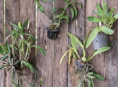 Yumuşak ışık ile dikey Orkide Bahçe.