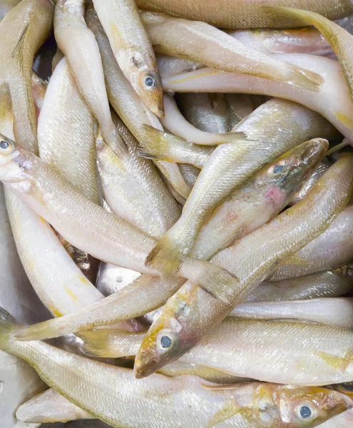 Pila de pescado fresco en la bandeja de metal . —  Fotos de Stock