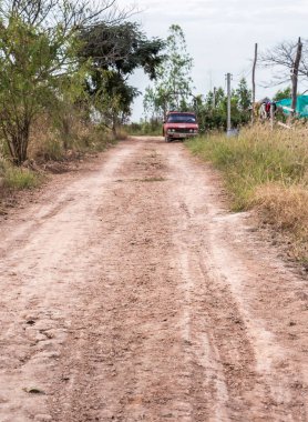 Kirli yol yerel çiçek grubu için seçici odak.