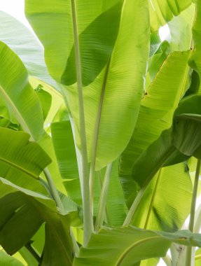 Taze muz arka plan yaprakları.