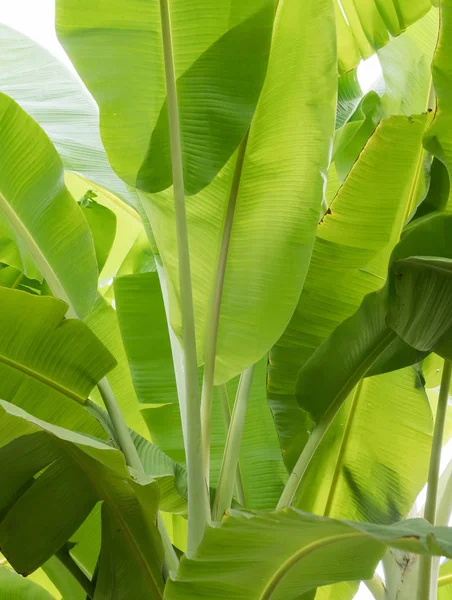 Taze muz arka plan yaprakları.