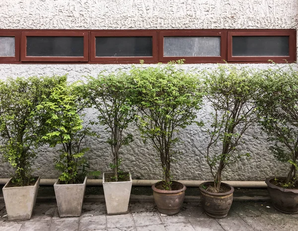 Plant pot row in front of the old office building wall. — Stock Photo, Image