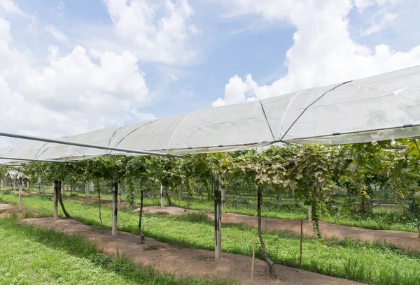 Fila de viñedo con el techo de lona transparente . — Foto de Stock