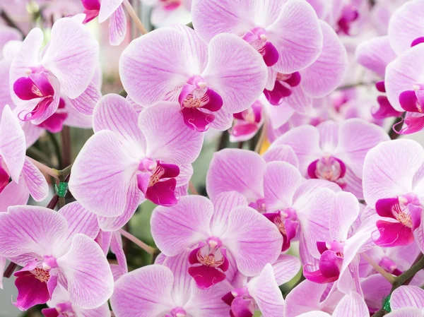 Floraison fraîche de l'orchidée phalaenopsis . — Photo