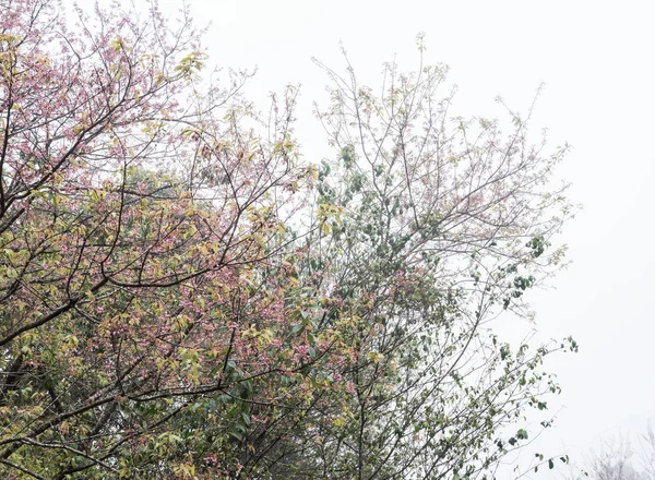 重い霧と開花期の桜. — ストック写真