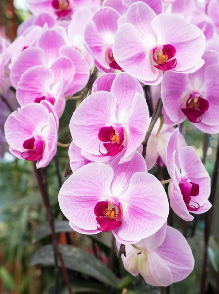 ピンクの蘭の花のクローズ アップ. — ストック写真