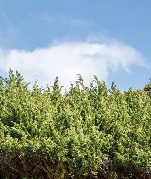 Pine row under the cloudy sky. — Stock Photo, Image