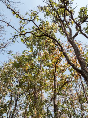 Açık mavi gökyüzü altında uzun teak ağaç.