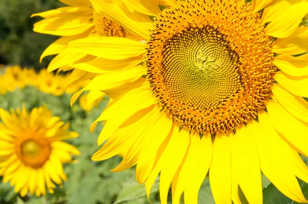 Close-up van de verse zonnebloem. — Stockfoto