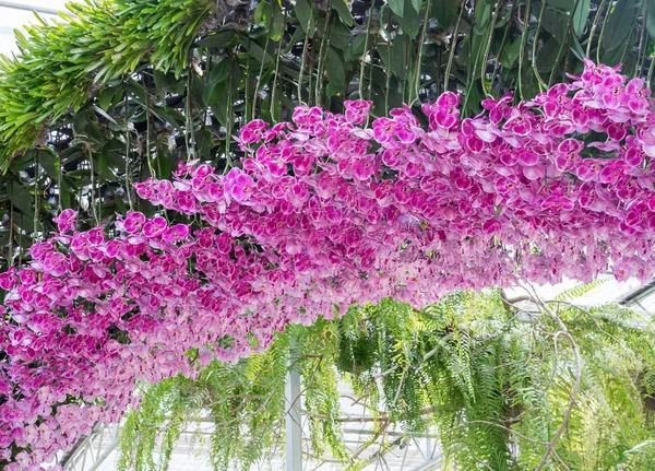 Pink orchid arch. — Stock Photo, Image