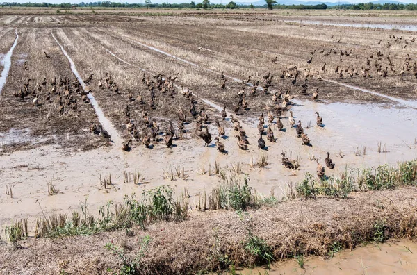 Velká Skupina Kachen Prochází Rýžovými Poli Době Sklizně Místní Farmě — Stock fotografie