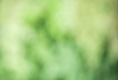 Ulusal parktaki ormanın soyut arka planında yeşil bulanıklık var..