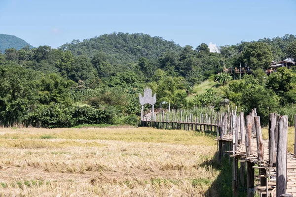 在乡村收获季节过后 为穿过金色稻田到达泰国北部的当地寺庙 修建了曲线竹桥 — 图库照片